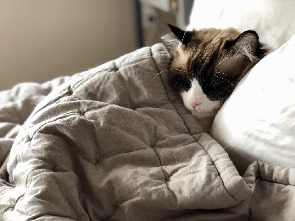 Cat snuggled up in bed with a white pillow and gray quilted blanket