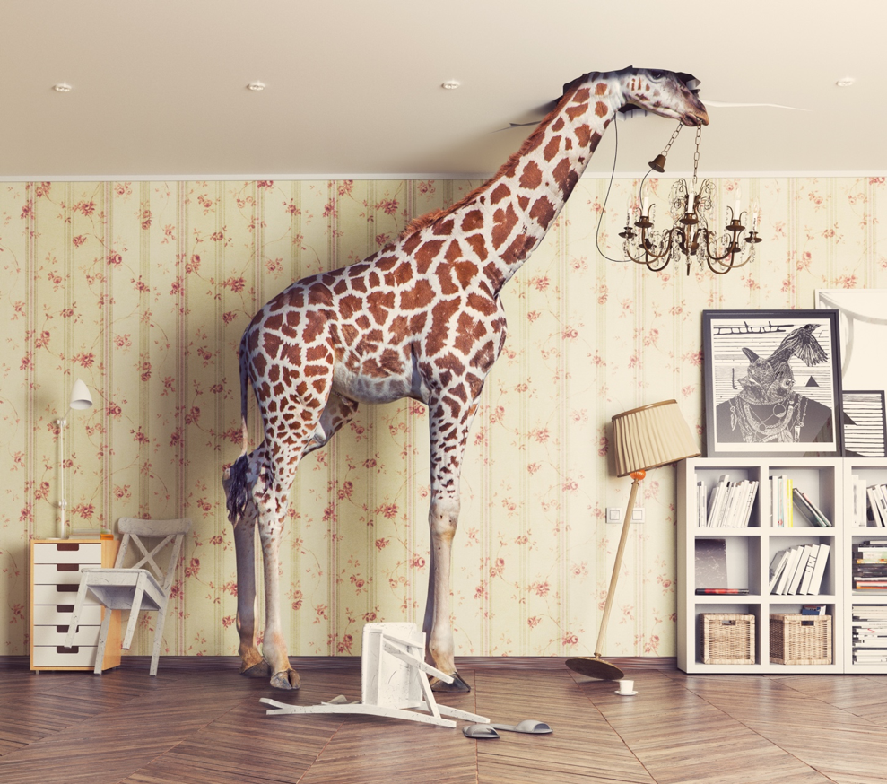giraffe stands inside of children's room with it's head breaking through the ceiling